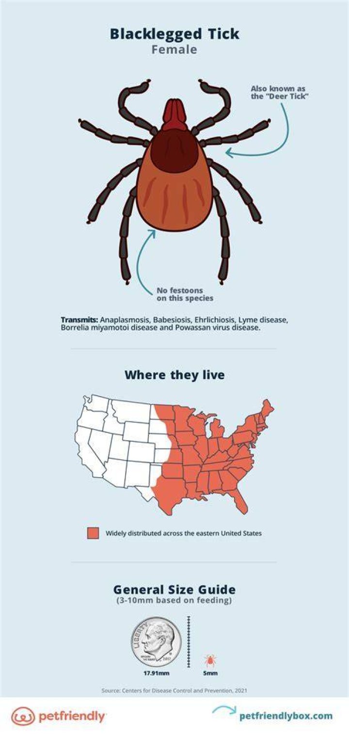 Should you remove ticks from cats?