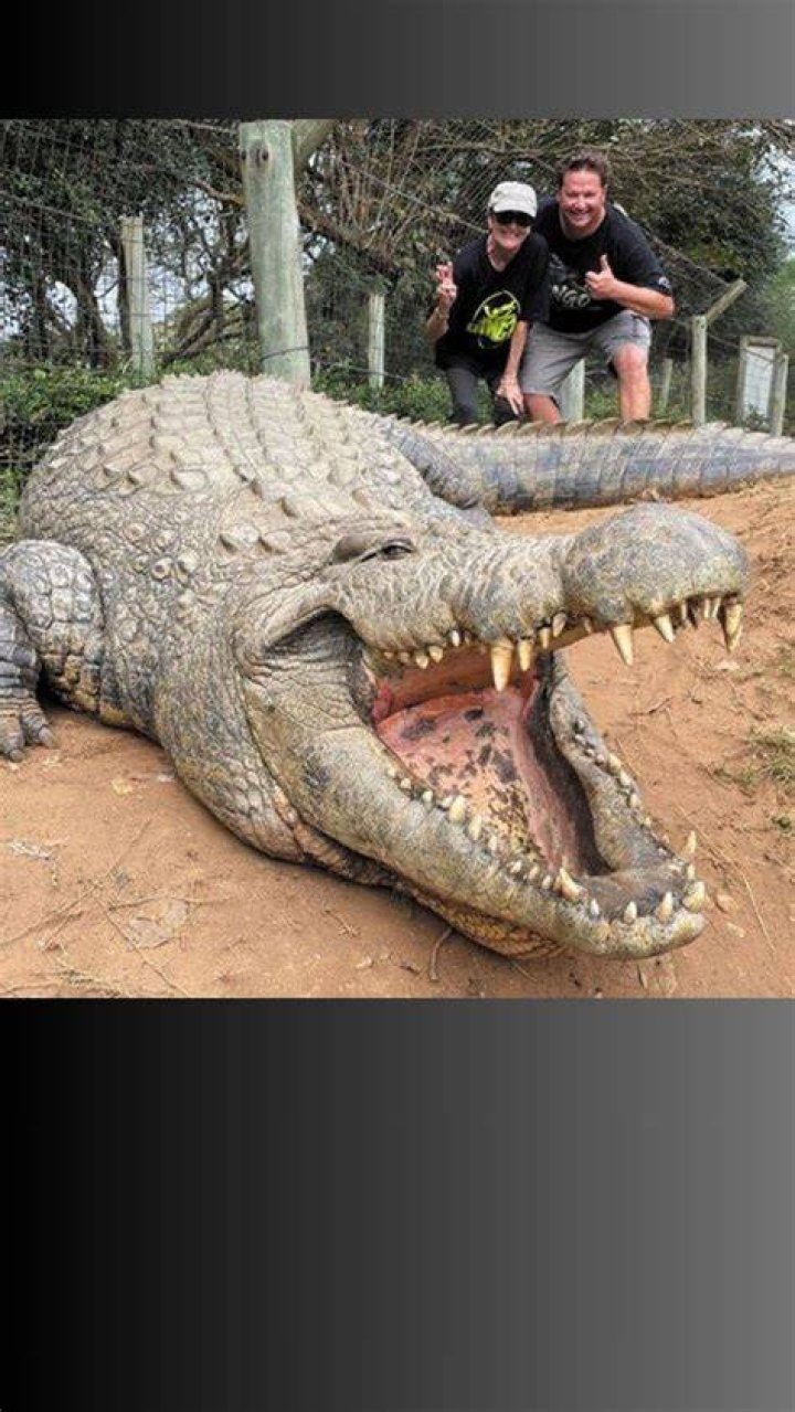 What's the largest crocodile ever found?