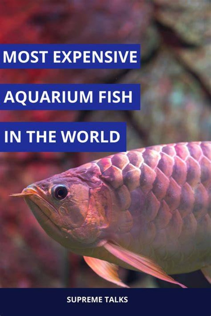 What's the most expensive aquarium fish?