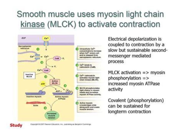 What activates myosin light kinase?