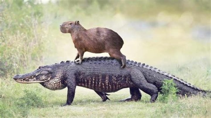 What animal eats a alligator?