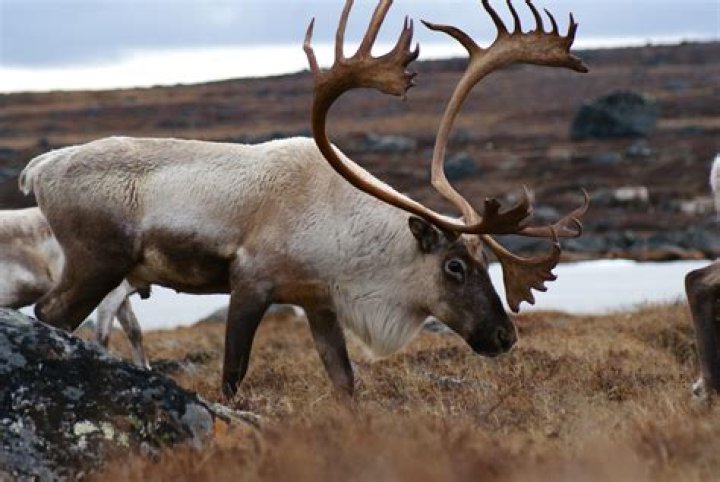 What animals eat caribou?
