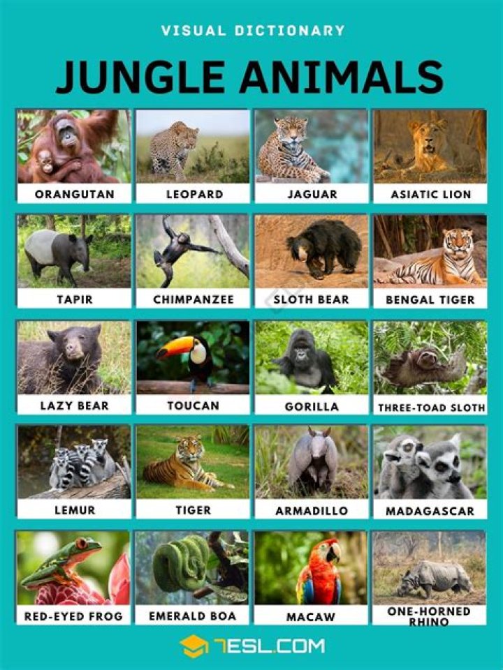 What animals live in jungles?