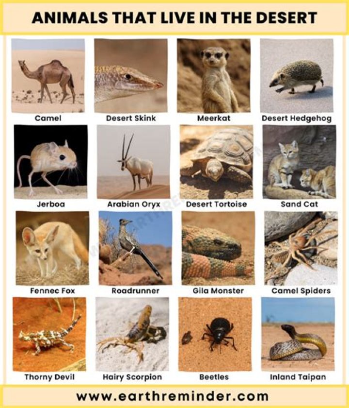 What animals live in Tierra Templada?