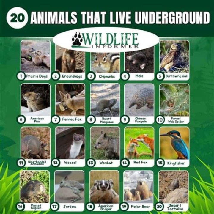 What animals live underground?