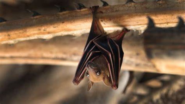 What animals sleep hanging upside down?
