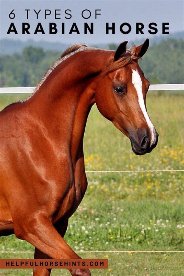 What Arabian horses are used for?