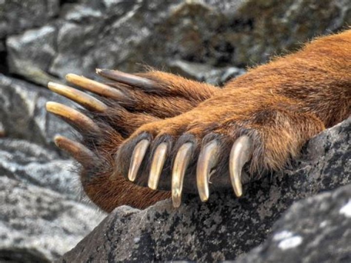 What are bear claws made of?