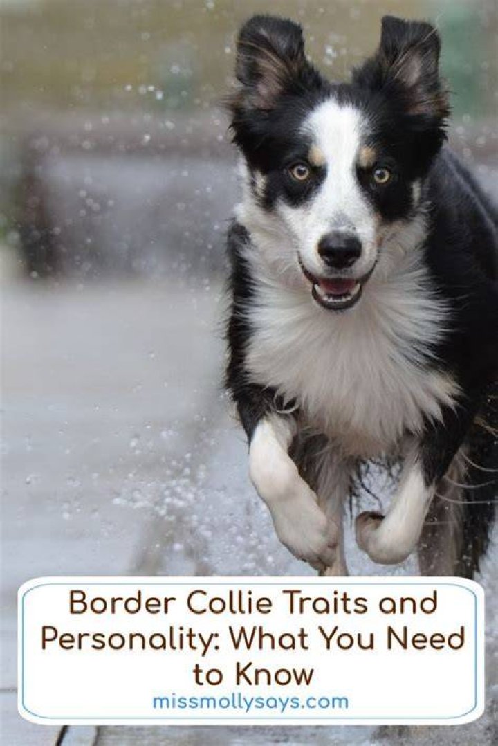 What are border collie traits?