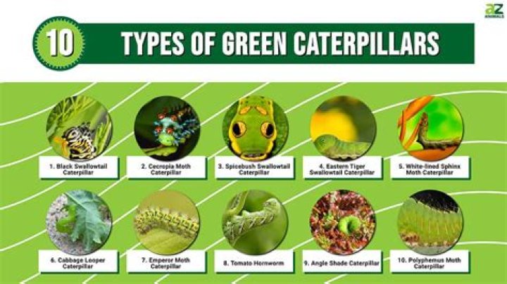 What are bright green caterpillars?