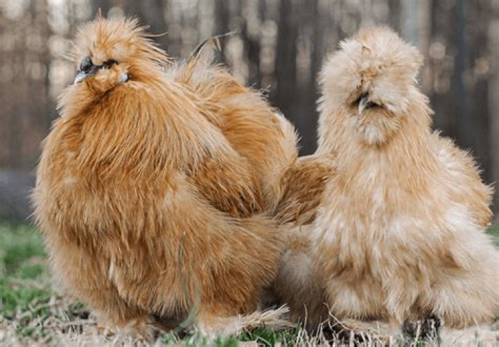 What are brown chickens called?