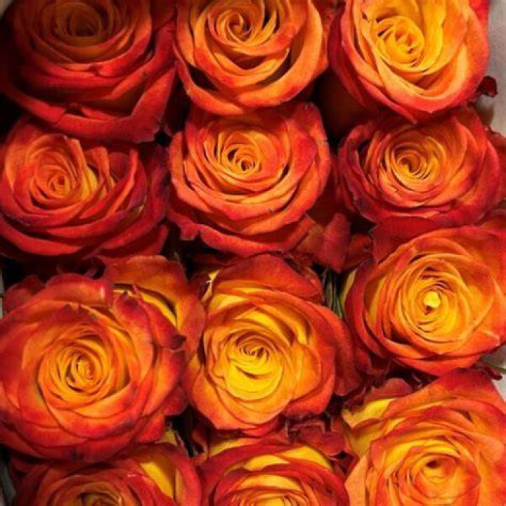 What are circus roses? | ContextResponse.com