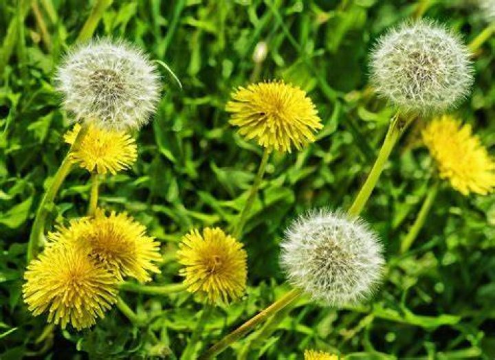 What are dandelion flowers good for?