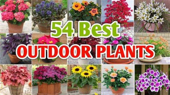 What are good outside plants?