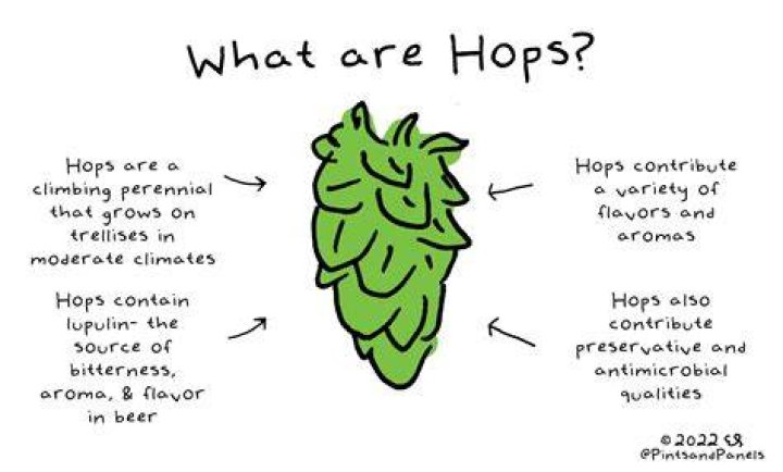 What are hops vines? | ContextResponse.com