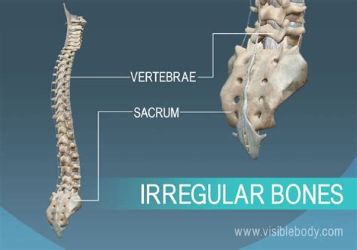What are irregular bones? | ContextResponse.com