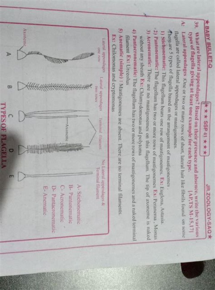 What are lateral appendages? | ContextResponse.com