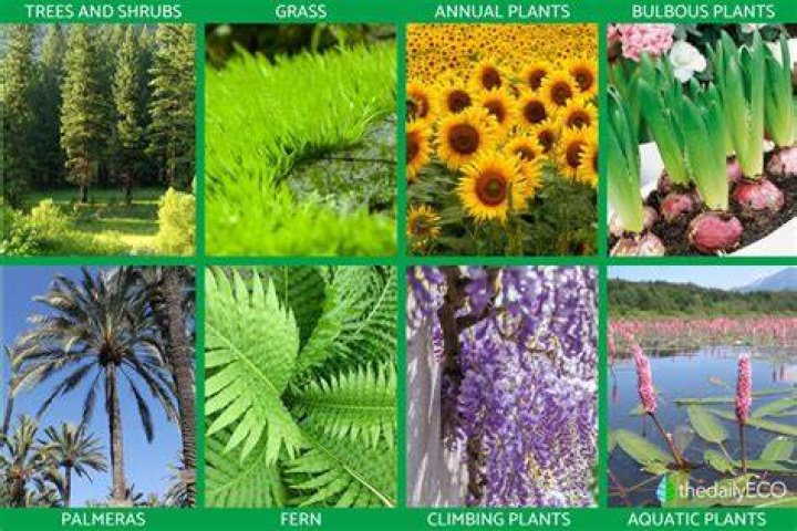 What are ornamental plants and trees?