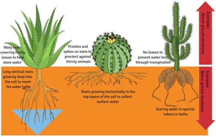 What are some examples of plant adaptations?