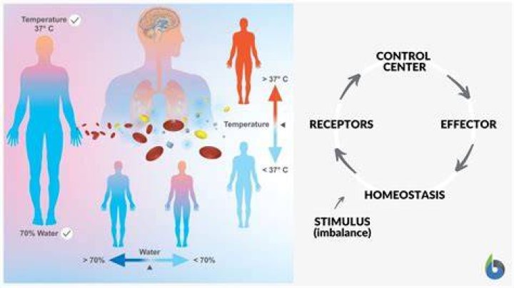 What are some stable internal conditions that the body tries to regulate?