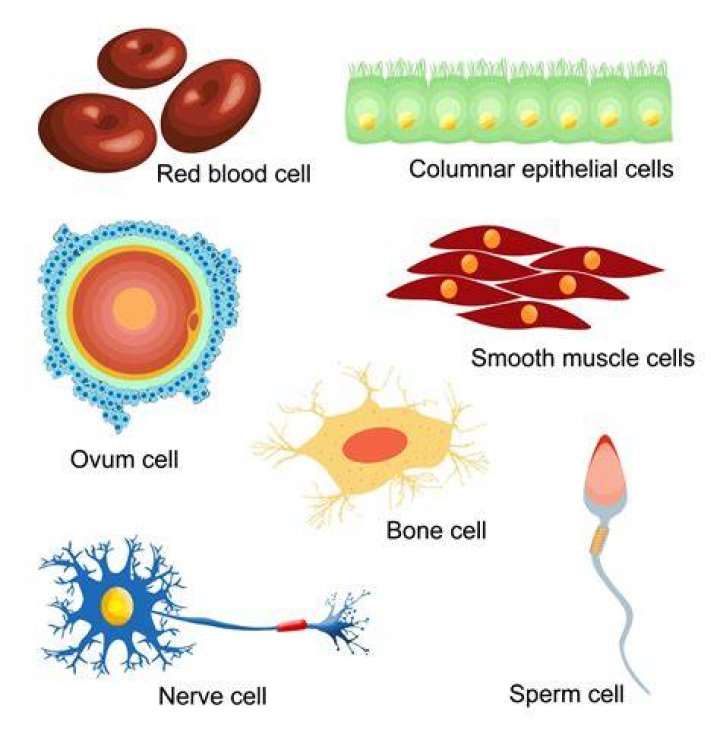 What are Specialised cells called?