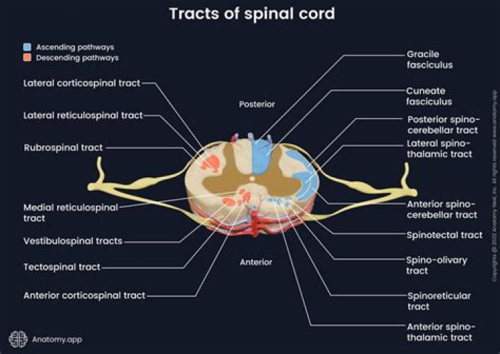 What are spinocerebellar tracts? | ContextResponse.com