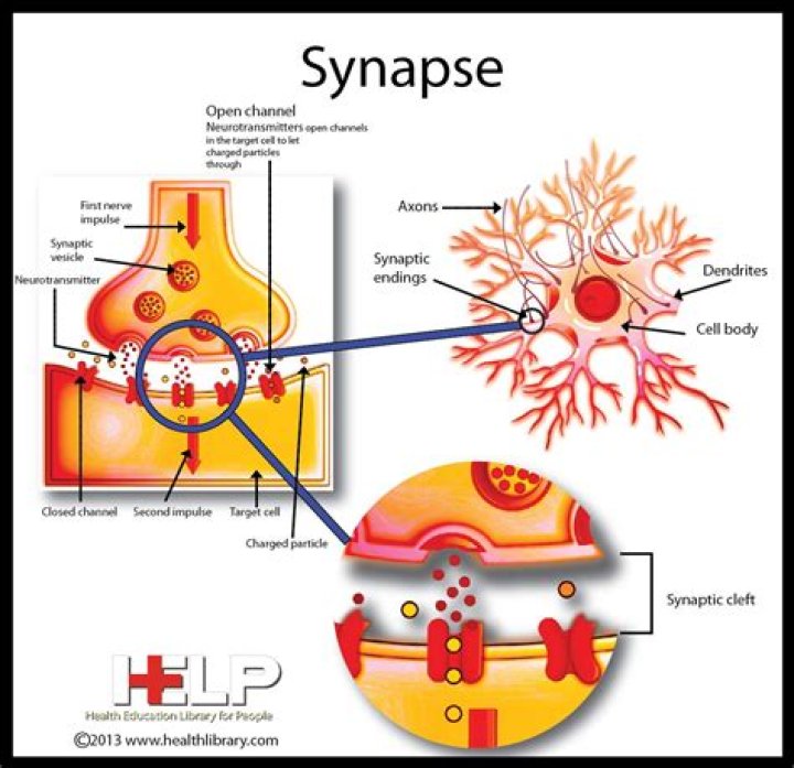What are the 2 types of synapses?