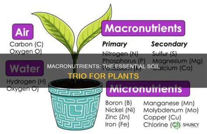 What are the 3 primary macronutrients?