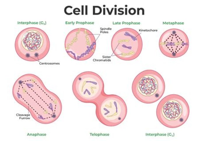 What are the 3 types of cell?