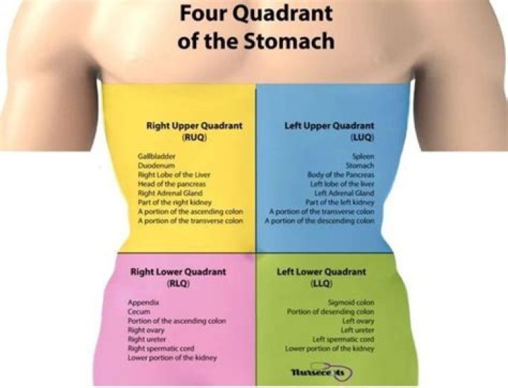 What are the 4 quadrants of the abdomen?