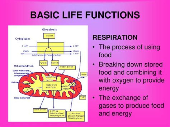 What are the 5 basic life functions?