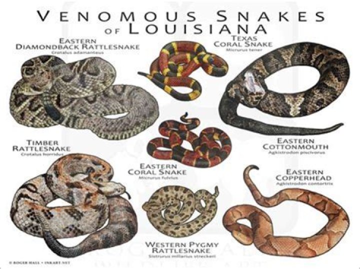 What are the 7 venomous snakes in Louisiana?