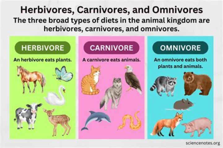 What are the advantages of being an omnivore?