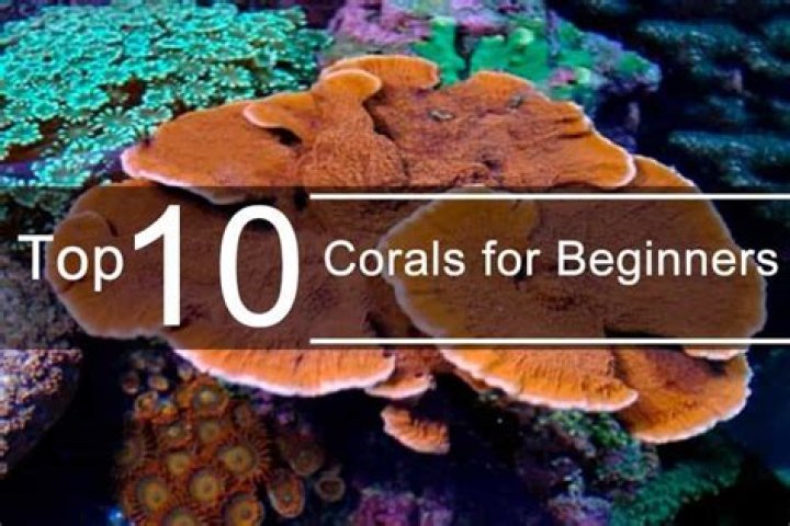 What are the best corals for beginners?