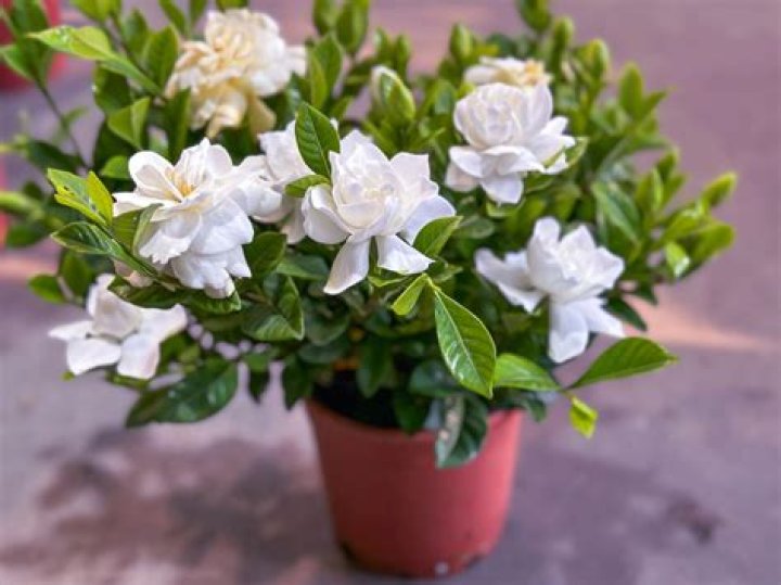 What are the best growing conditions for gardenias?