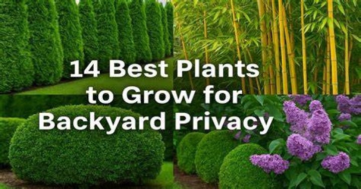 What are the best plants to grow for privacy?
