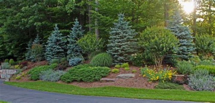 What are the best trees to plant in Iowa?