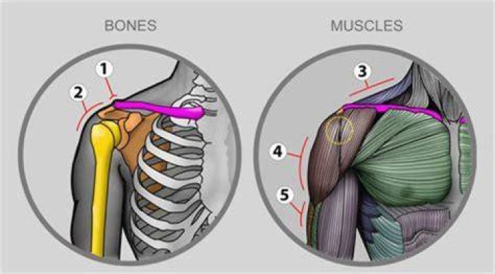 What are the bony landmarks of the upper limb?