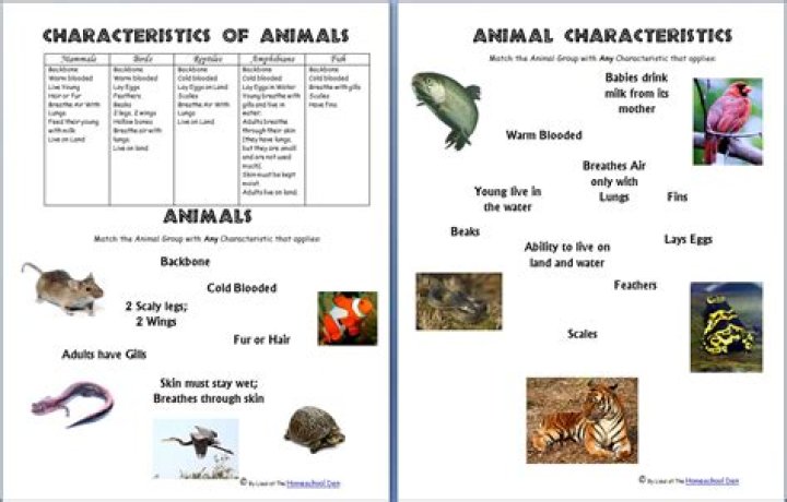 What are the characteristics of animals?