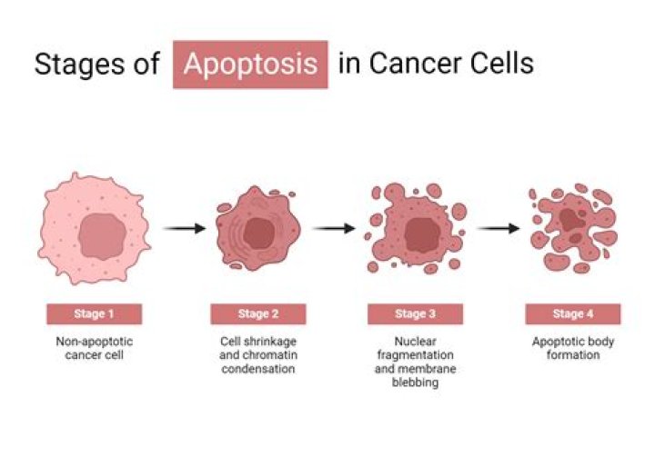 What are the characteristics of apoptosis?