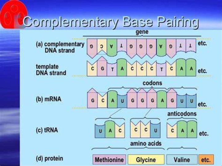 What are the complementary tRNA Anticodons?