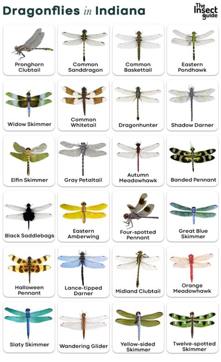 What are the different species of dragonflies?