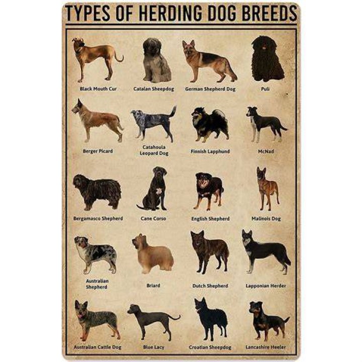 What are the different types of cattle dogs?