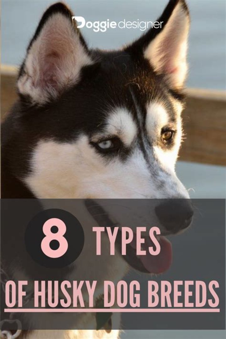 What are the different types of husky dogs?
