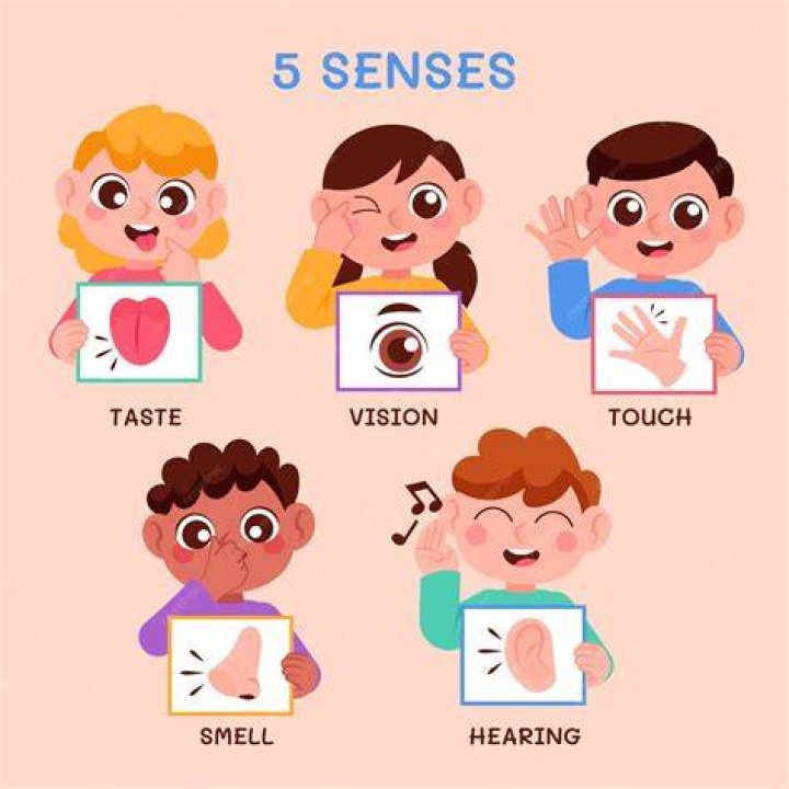 What are the five skin senses?