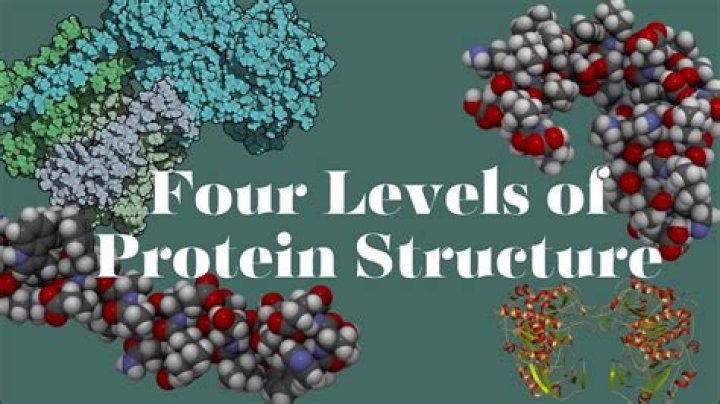 What are the four structure of protein?