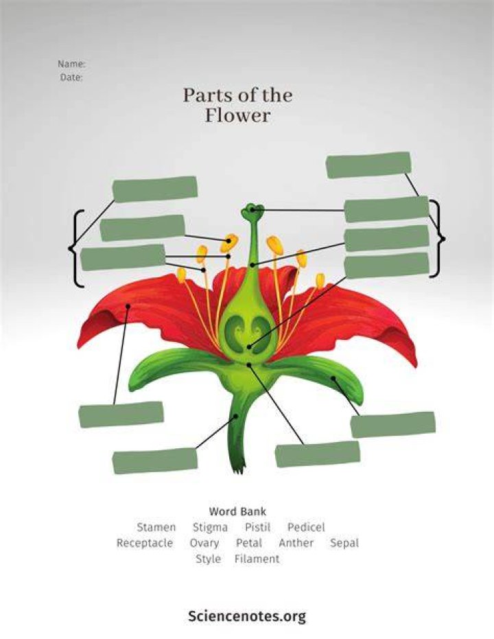 What are the functions of parts of a flower?
