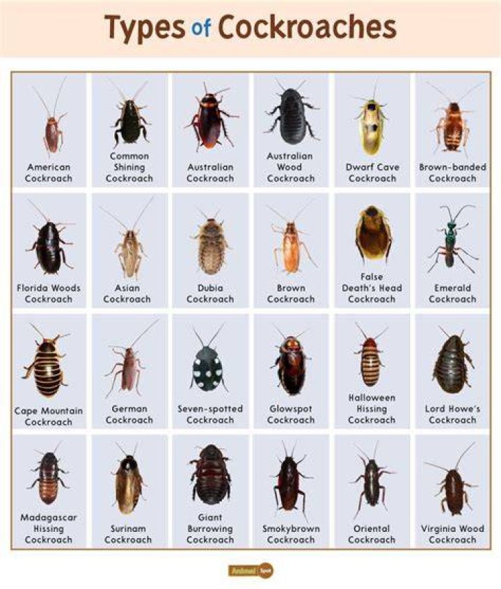 What are the large roaches called?