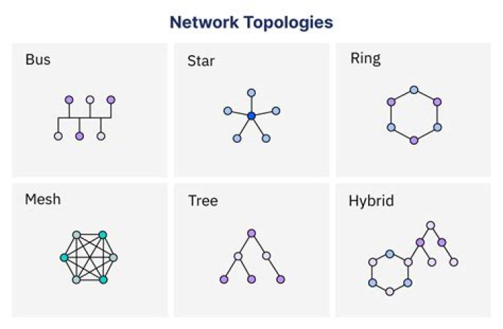 What are the main types of network topologies?