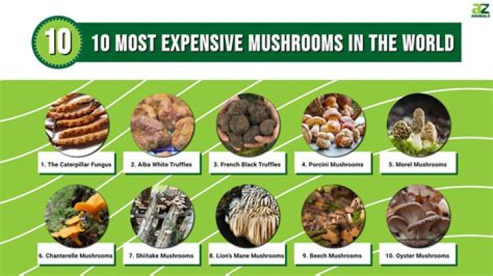 What are the most expensive mushrooms to buy?